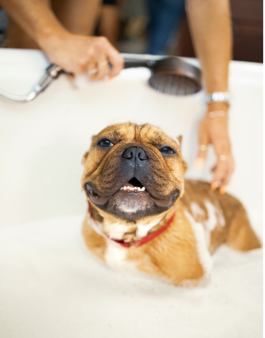 How Often Should You Bathe Your Dog? There’s No One-Size-Fits-All Answer