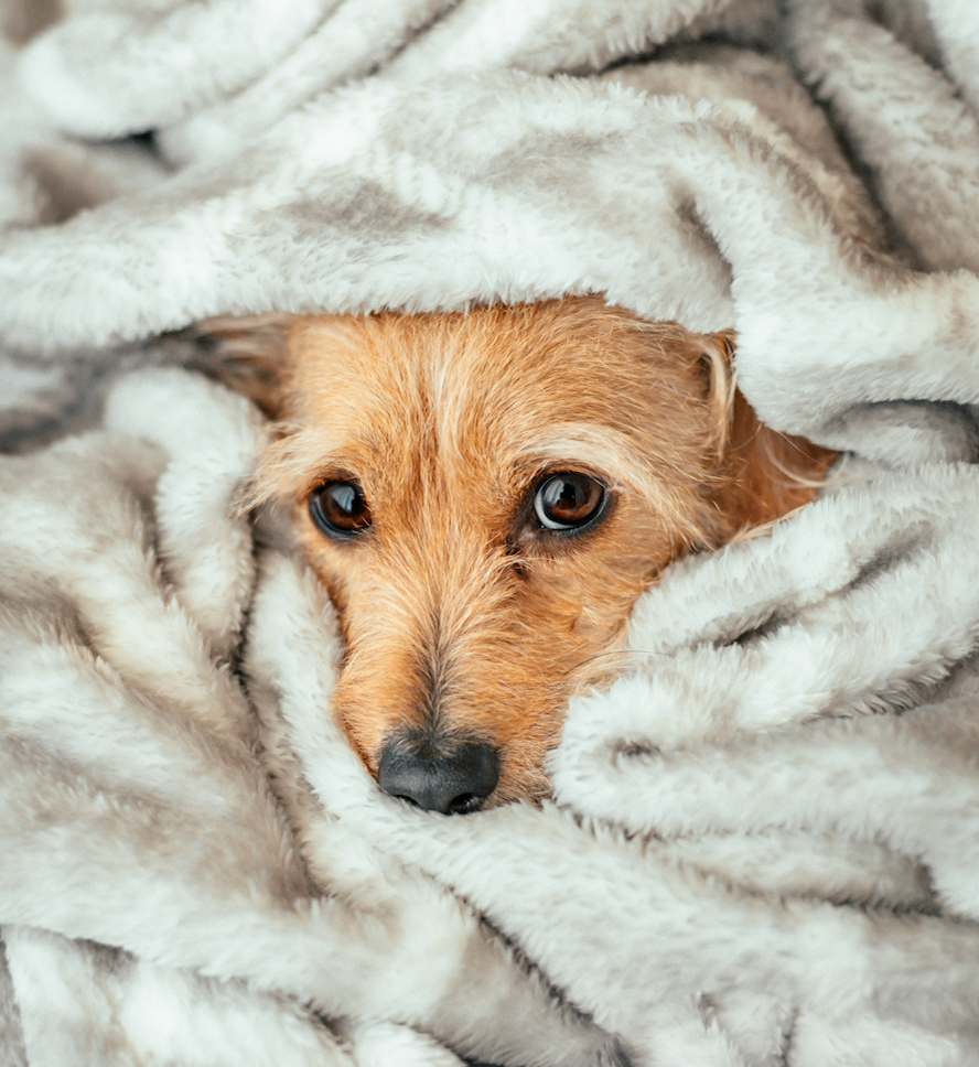 Why Does My Dog Still Smell After a Bath? Start With When the Smell Appears
